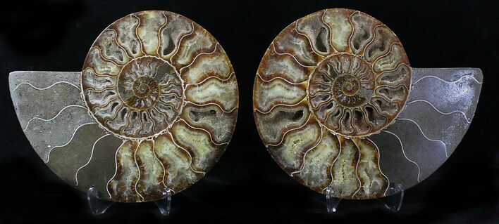 Cut/Polished Ammonite Pair - Agatized #21860